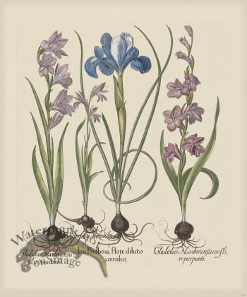 Besler 201 Colored B2